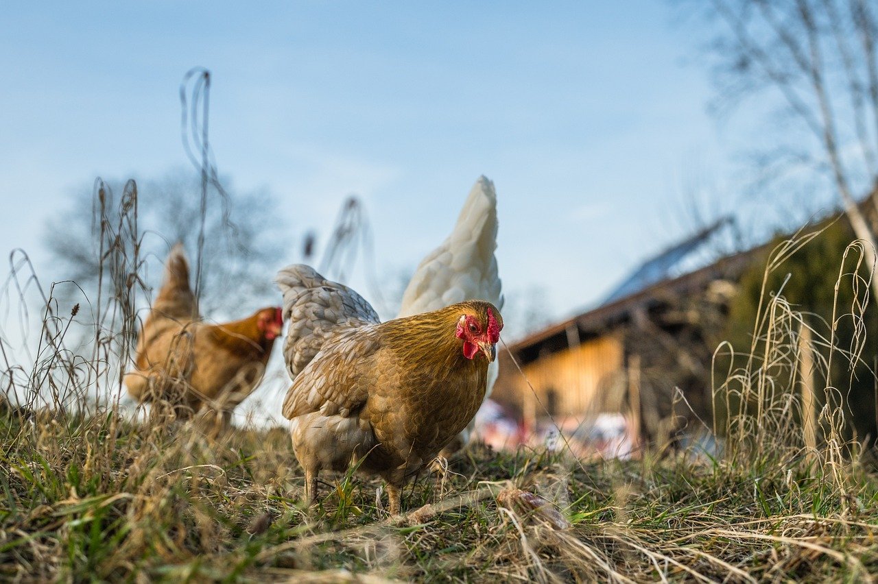 Farm Ridge Valley Ridge Valley Hutterite Poultry Farm / Ridge Valley Wholesale Meats
